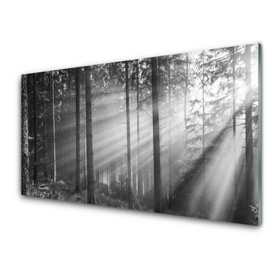 Foto schilderij op glas Natuur bos zonnestralen