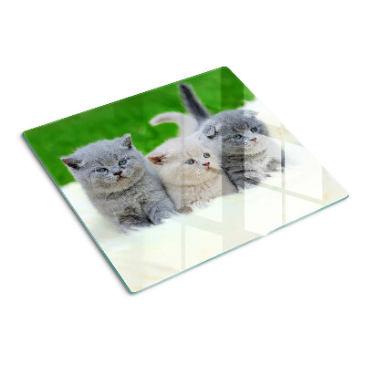 Snijplanken glas Kittens op een groene achtergrond
