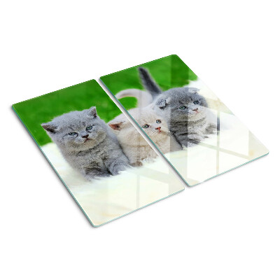 Snijplanken glas Kittens op een groene achtergrond