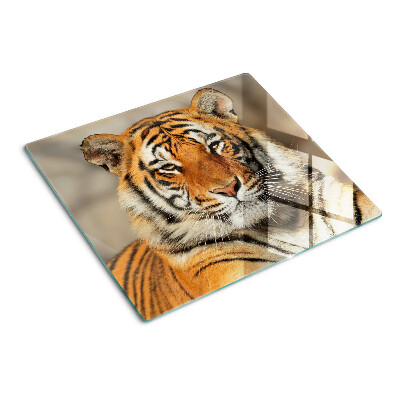 Snijplanken glas Tijger in een natuurlijke omgeving