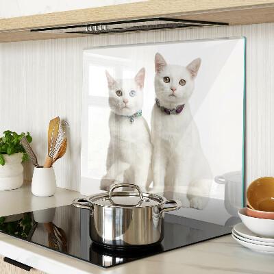 Snijplanken glas Witte katten met verschillend gekleurde ogen