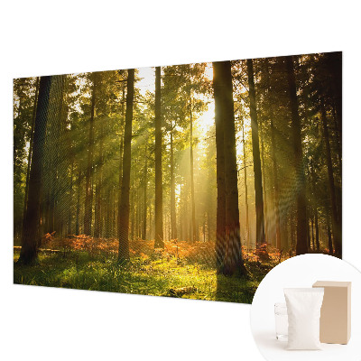 Fotobehang met het motief 'Bosochtend'