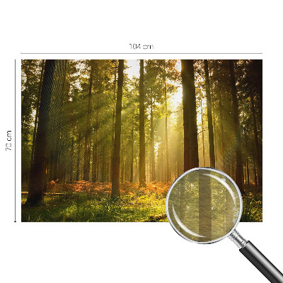Fotobehang Bosochtend