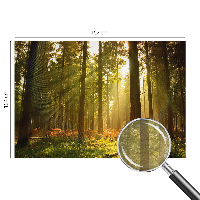 Fotobehang Bosochtend