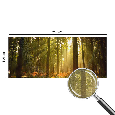 Fotobehang Bosochtend