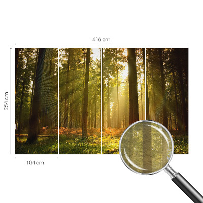 Fotobehang Bosochtend