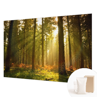 Fotobehang Bosochtend