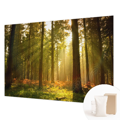 Fotobehang Bosochtend