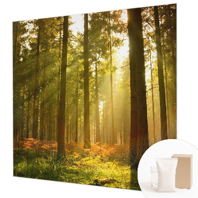 Fotobehang Bosochtend