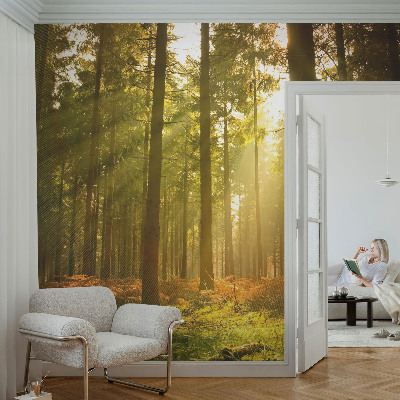 Fotobehang Bosochtend