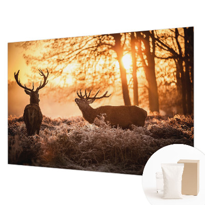 Muur behang Herten in de ochtend