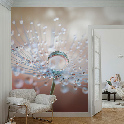 Modern fotobehang voor de woonkamer Een druppel op een paardenbloem