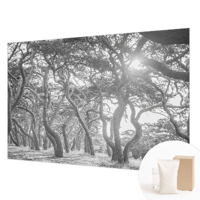 Fotobehang voor de woonkamer Atmosferisch bos