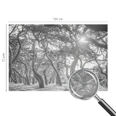 Fotobehang voor de woonkamer Atmosferisch bos