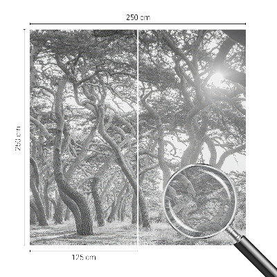 Fotobehang voor de woonkamer Atmosferisch bos