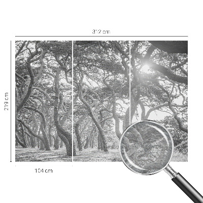 Fotobehang voor de woonkamer Atmosferisch bos