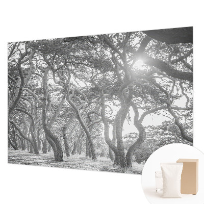 Fotobehang voor de woonkamer met een sfeervol bosmotief