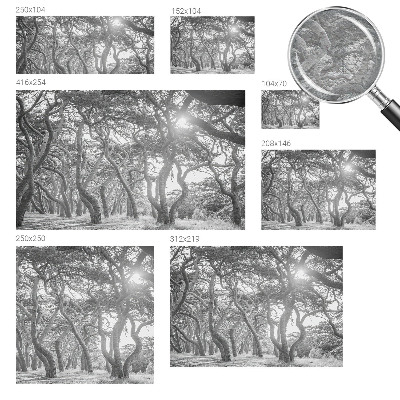 Fotobehang voor de woonkamer Atmosferisch bos