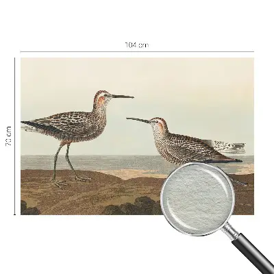 Groot fotobehang met silhouetten van vogels