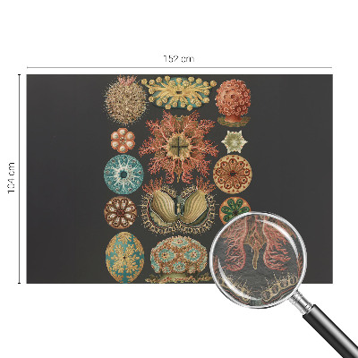 Vliesbehang fotobehang Inspiratie uit de zee