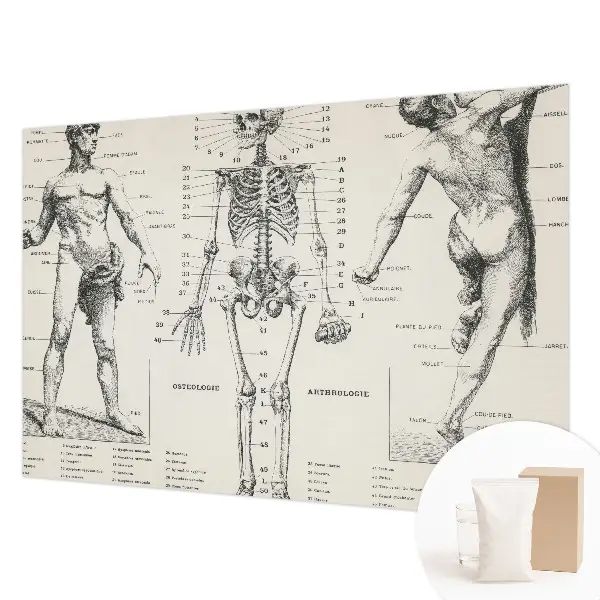 Fotobehang voor slaapkamer met klassieke anatomische print