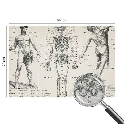 Fotobehang voor slaapkamer met klassieke anatomische print