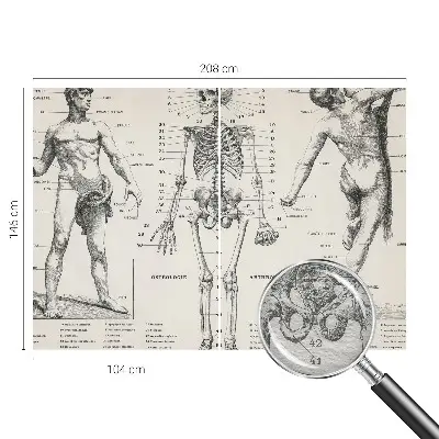 Fotobehang voor slaapkamer met klassieke anatomische print