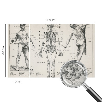 Fotobehang voor slaapkamer Klassieke anatomie
