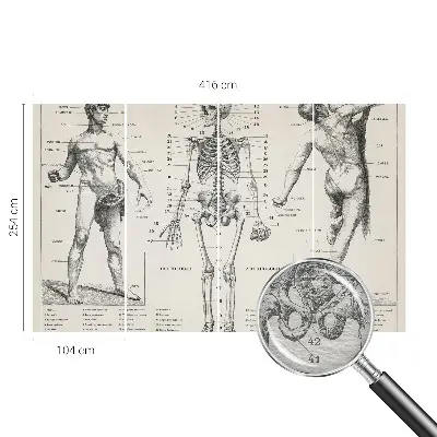 Fotobehang voor slaapkamer met klassieke anatomische print