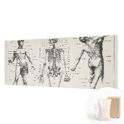 Fotobehang voor slaapkamer Klassieke anatomie