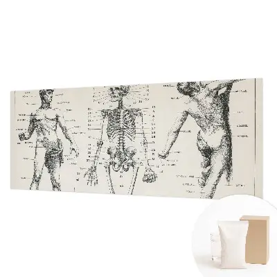 Fotobehang voor slaapkamer met klassieke anatomische print