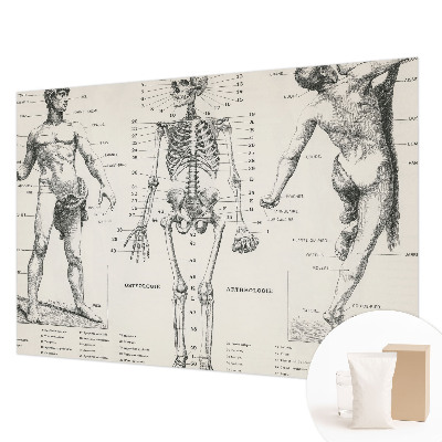 Fotobehang voor slaapkamer Klassieke anatomie
