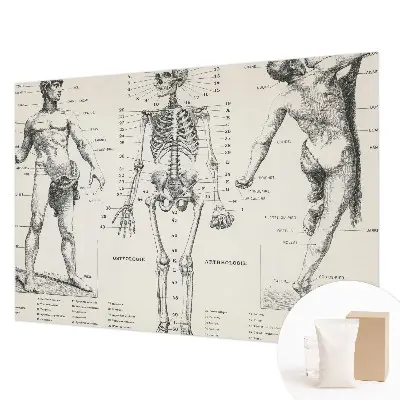 Fotobehang voor slaapkamer met klassieke anatomische print