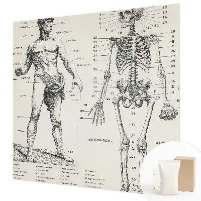 Fotobehang voor slaapkamer met klassieke anatomische print
