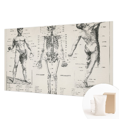 Fotobehang voor slaapkamer Klassieke anatomie
