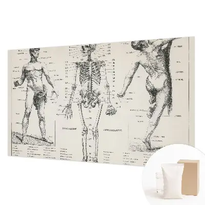 Fotobehang voor slaapkamer met klassieke anatomische print