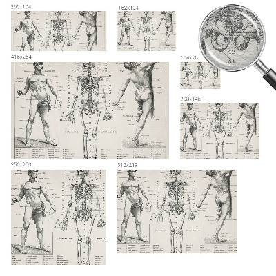 Fotobehang voor slaapkamer Klassieke anatomie