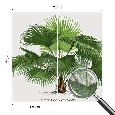 Premium fotobehang met een exotische palmboom als motief
