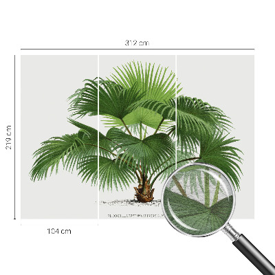Premium fotobehang met een exotische palmboom als motief