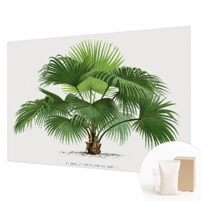 Premium fotobehang met een exotische palmboom als motief