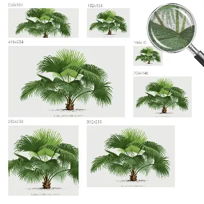 Premium fotobehang met een exotische palmboom als motief