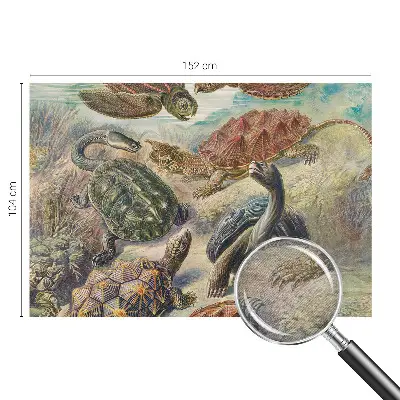 Vlies fotobehang op maat met schildpadmotief