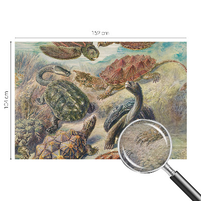 Vlies fotobehang op maat Schildpadfauna