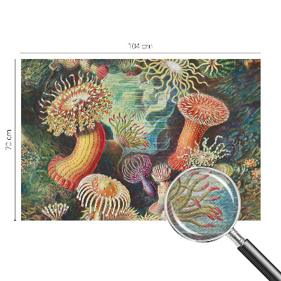 Fotobehang met sierlijke zeeanemonen als motief