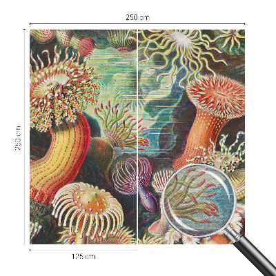 Fotobehang Sierlijke zeeanemonen