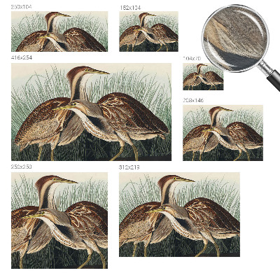 Hoogwaardig fotobehang Realistische vogels