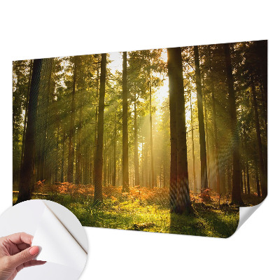 Fotobehang kinderkamer met een scène van een bos in de ochtend