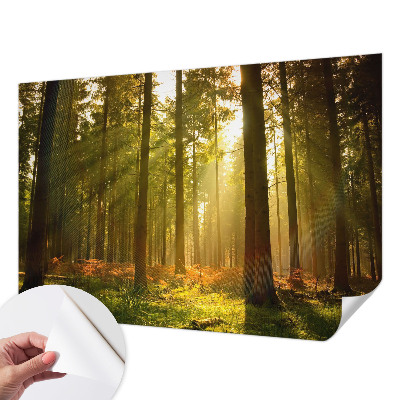 Fotobehang kinderkamer met een scène van een bos in de ochtend