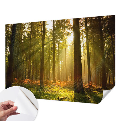 Fotobehang kinderkamer met een scène van een bos in de ochtend