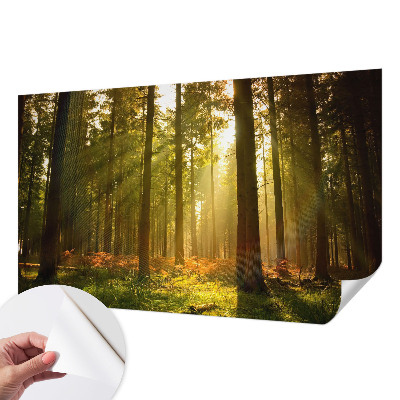 Fotobehang kinderkamer met een scène van een bos in de ochtend